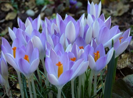 Krokus: planting og stell hjemme