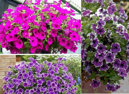 Petunia zaadteelt