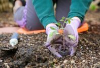 Favorable days for planting tomatoes in March 2018