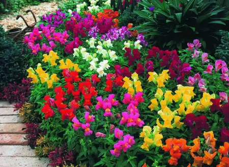 Wanneer moet u bloemen planten voor zaailingen in 2016 volgens de maankalender