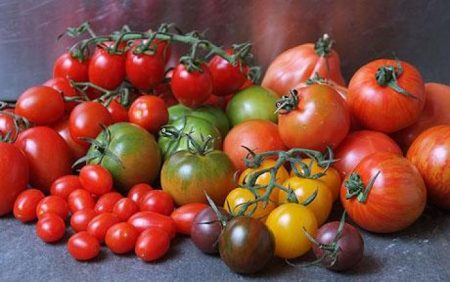 Soorten tomaten voor de kas bestand tegen late plaag