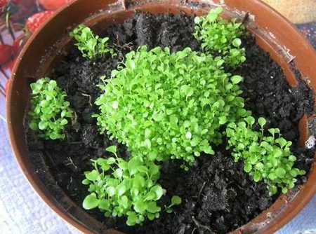 Amp Lobelia: planten en verzorging, foto