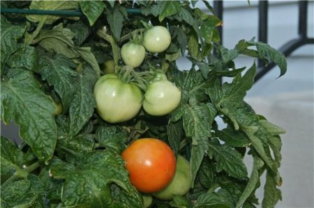 Tomatenzaailingen groeien wanneer gezaaid