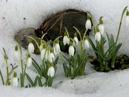 Wat zal het voorjaar van 2016 zijn: vroeg of laat