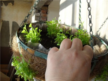 Lobelia marami: landing at pag-alis