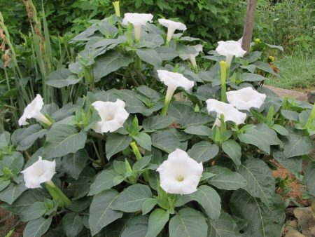 Årlige blomster for sommerhus som blomstrer hele sommeren: tittelen på bildet