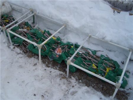 Hoe roos zaailingen te houden voor het planten, gekocht in het vroege voorjaar