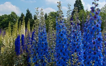 Jaarlijkse bloemen voor zomerhuisjes die de hele zomer bloeien: met een adellijke titel