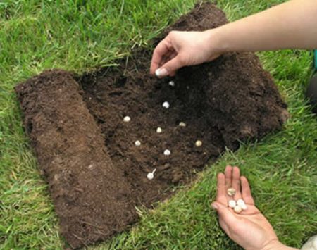 Krokussen: planten en verzorging thuis