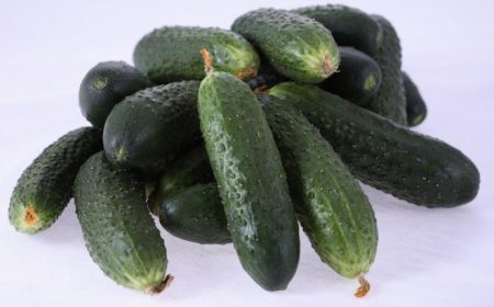 Ang mga iba't-ibang mga pipino para sa bukas na lupa, pollinated sa sarili