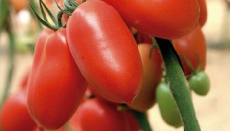 Soorten tomaten voor de kas bestand tegen late plaag