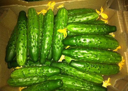 Polycarbonate pipino: ang pinakamahusay na mga varieties