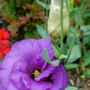 Eustoma: thuis groeiend uit zaden, foto