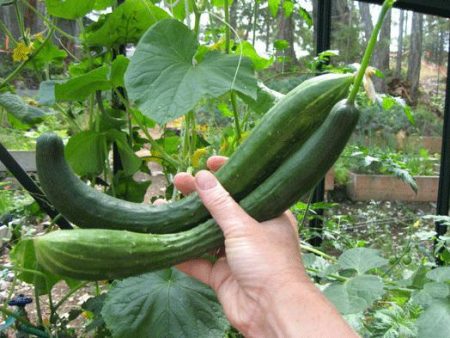 Mga pipino ng Polycarbonate Greenhouse