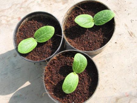 Når du skal plante zucchini til frøplanter