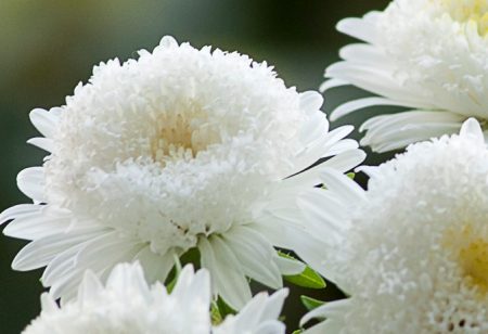 Wanneer plant je asters voor zaailingen?