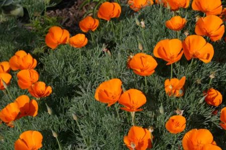 Jaarlijkse bloemen voor zomerhuisjes die de hele zomer bloeien: met een adellijke titel