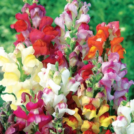 Snapdragon: lumalaki mula sa mga buto sa bahay