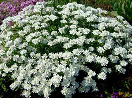 Årlige blomster for sommerhus som blomstrer hele sommeren: tittelen på bildet