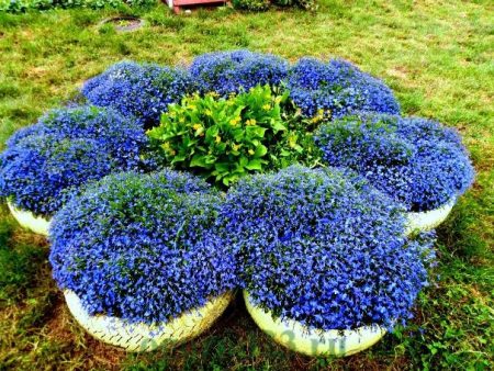 Amp Lobelia: planten en verzorging, foto