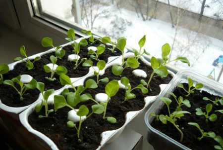 Petunia: vokser fra frø når du skal plante