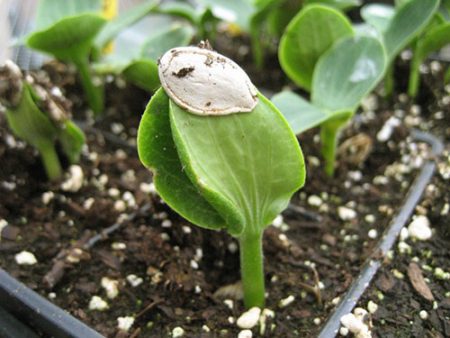 Wanneer pompoen voor zaailingen planten in 2016