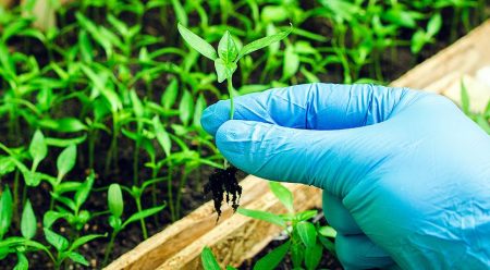 Gunstige dagen in maart voor het planten van tomaten en paprika's voor 2017