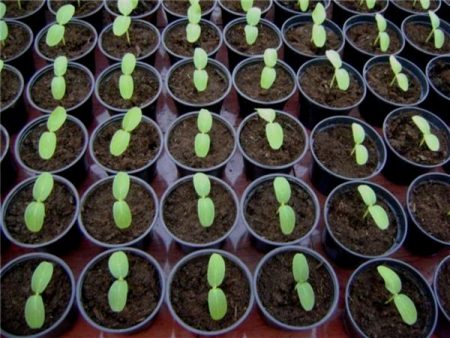 Wanneer courgette voor zaailingen planten in 2017