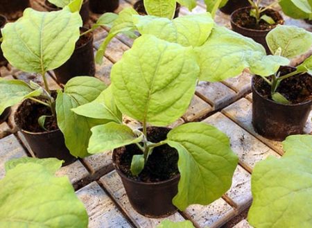 Wanneer aubergine planten voor zaailingen in 2017