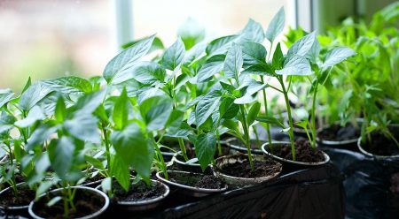 De timing van het planten van zaailingen thuis: de maankalender voor 2016