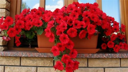 Årlige blomster for sommerhus som blomstrer hele sommeren: tittelen på bildet