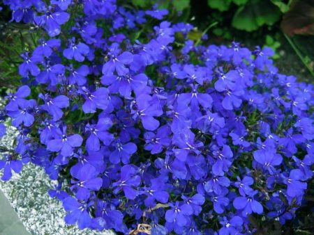 Lobelia: thuis groeien uit zaden