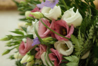 eustoma zaadteelt