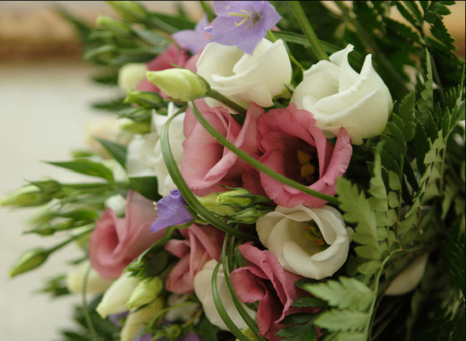 eustoma zaadteelt