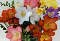 freesia - beplantning og stell, foto