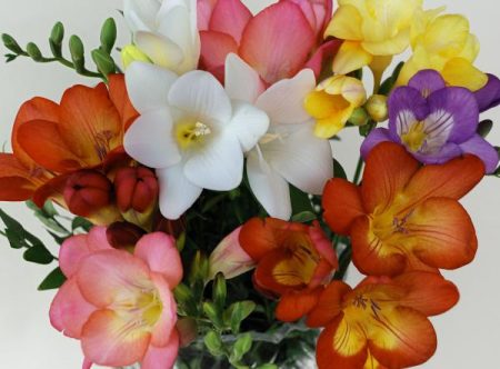 freesia - beplantning og stell, foto