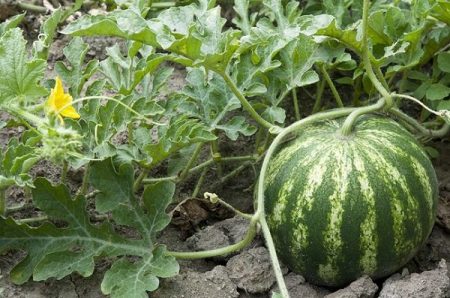 Når skal man plante vannmeloner til frøplanter i 2017 i henhold til månekalenderen