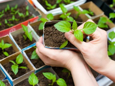 Gunstige dagen in maart voor het planten van tomaten en paprika's