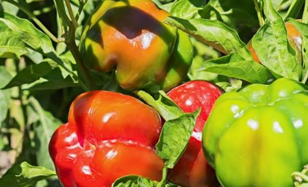 De timing van het planten van peper voor zaailingen in 2017 op de middelste baan