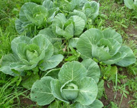 Wanneer moet u kool voor zaailingen planten in 2016