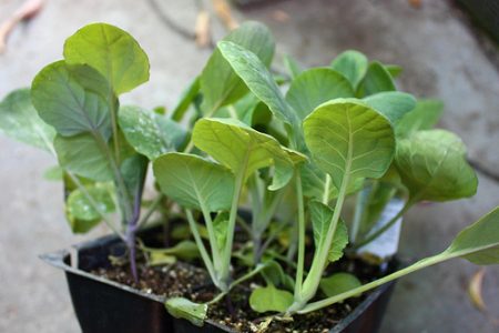 Når skal jeg plante kål til frøplanter