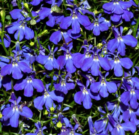 Lobelia: vokser fra frø hjemme