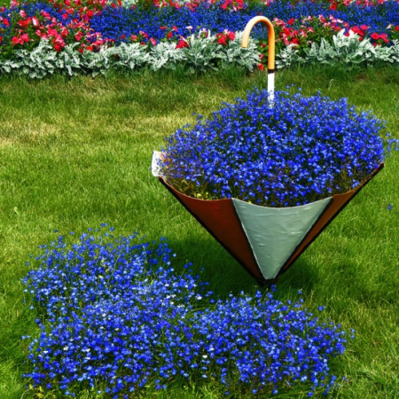 Wanneer lobelia planten voor zaailingen in 2017 volgens de maankalender