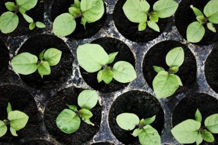 Wanneer aubergine planten voor zaailingen