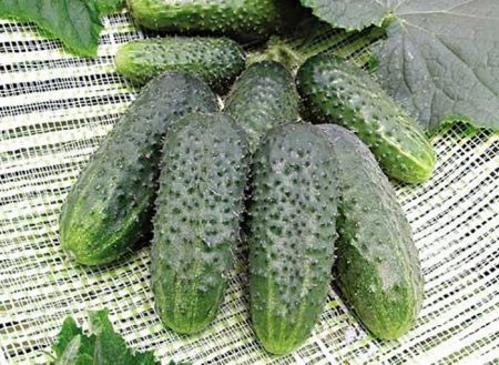 Polycarbonate pipino: ang pinakamahusay na mga varieties