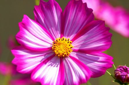 Jaarlijkse bloemen voor zomerhuisjes die de hele zomer bloeien: met een adellijke titel