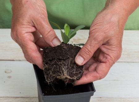 eustoma-transplantatie