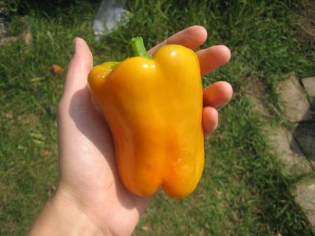 Pepper California Miracle, mga pagsusuri