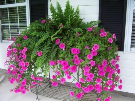 Petunia: groeit uit zaden wanneer te planten