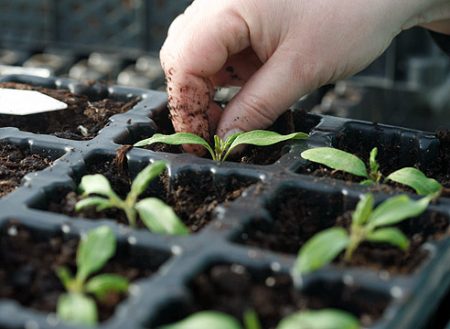 Tomatenzaailingen groeien wanneer gezaaid